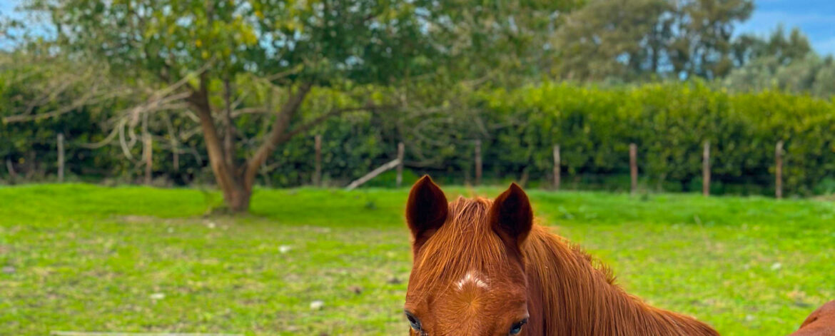 Cavallo