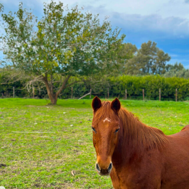 Cavallo