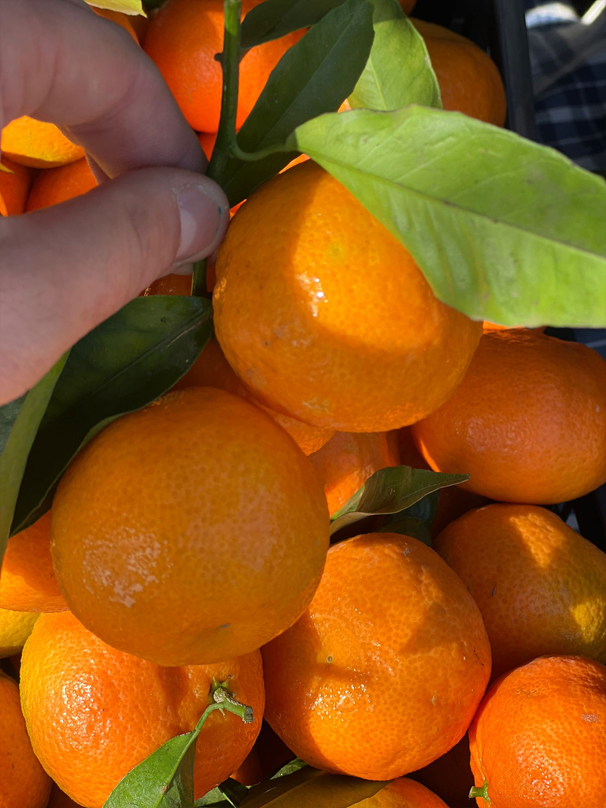 clementine Clementine