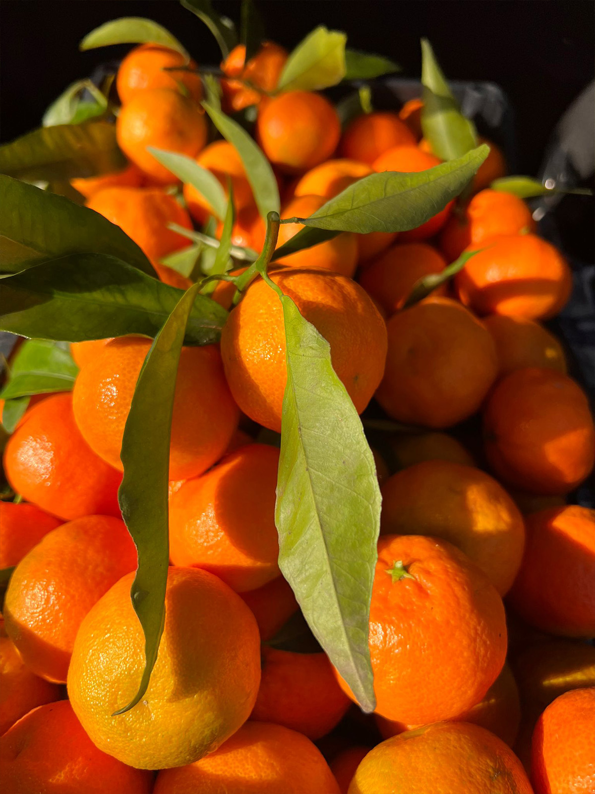 clementine Clementine