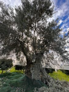La Dolce di Rossano